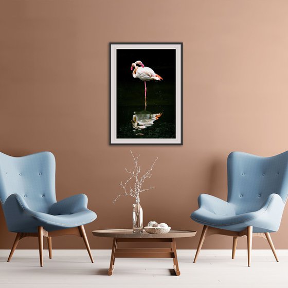 Flamingo_2
