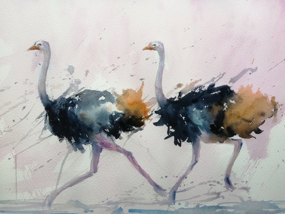 ostriches 2