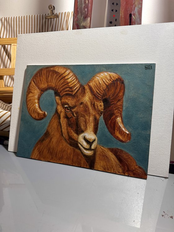 Ram Sheep