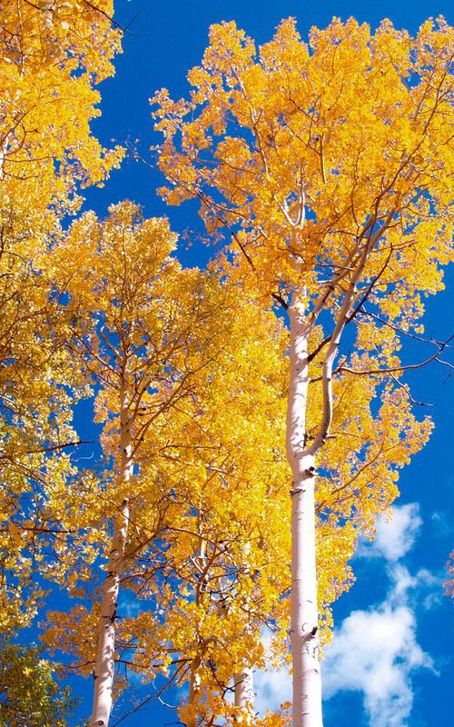 Golden Aspens by Alex Cassels