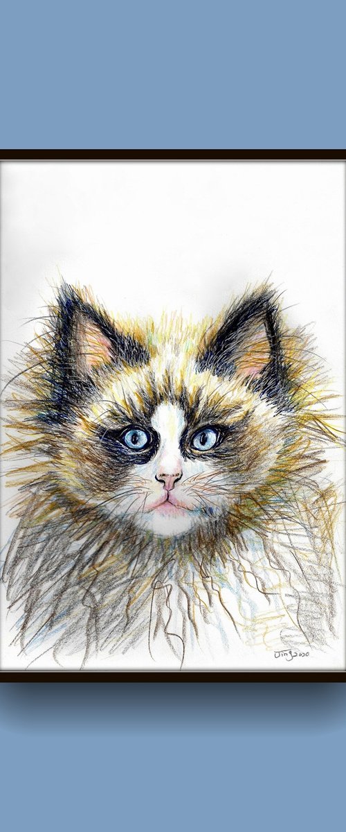 Fluffy cat by Jing Tian
