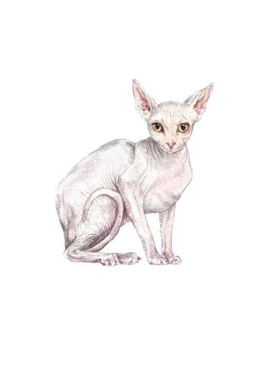 Sphynx Cat Original Watercolor