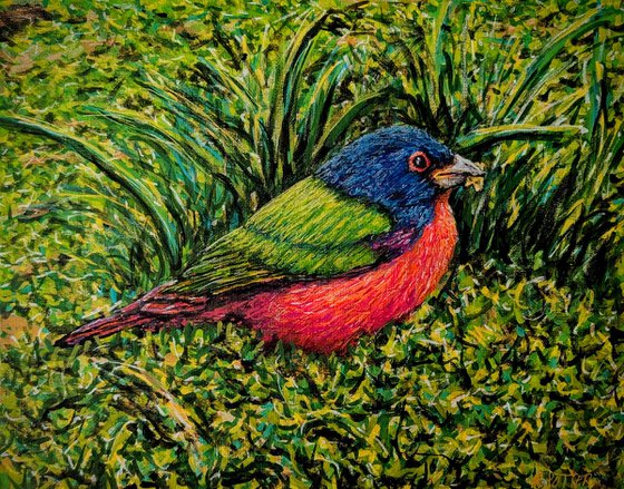 Painted Bunting