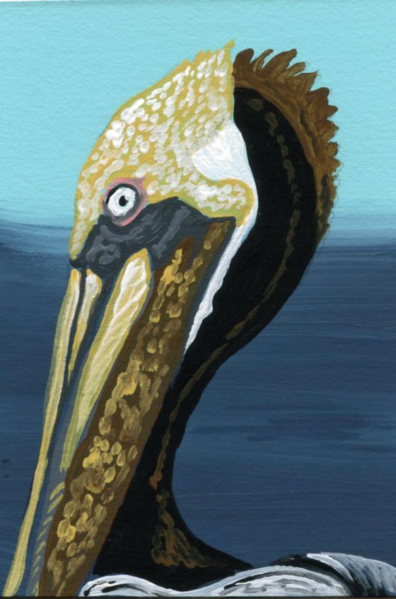 Brown Pelican