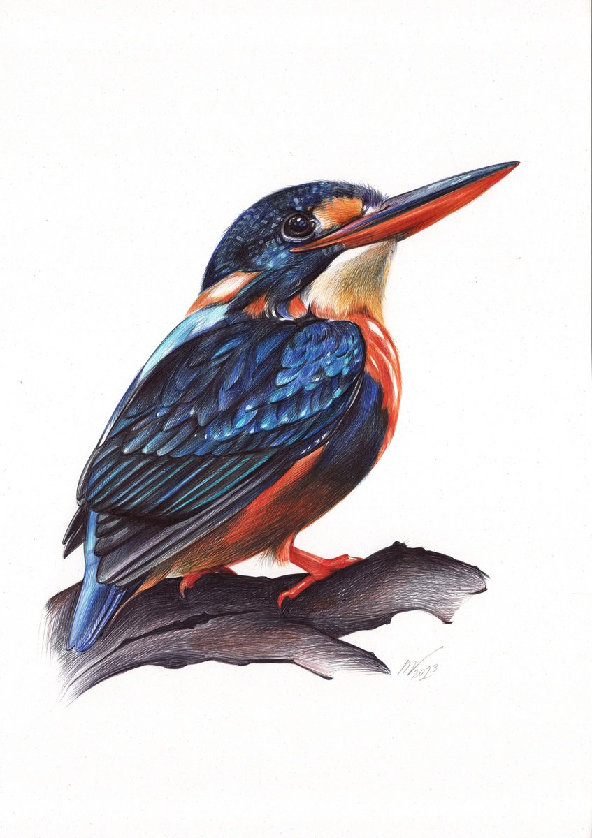 Indigo-banded Kingfisher (Realistic Ballpoint Pen Drawing) by Daria Maier