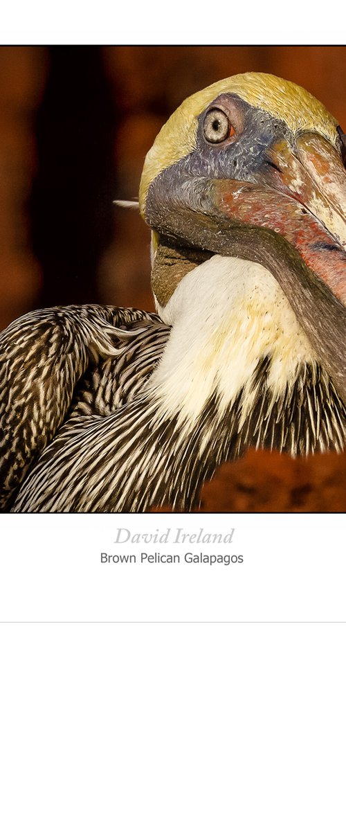 Brown Pelican Galapagos by David Ireland LRPS