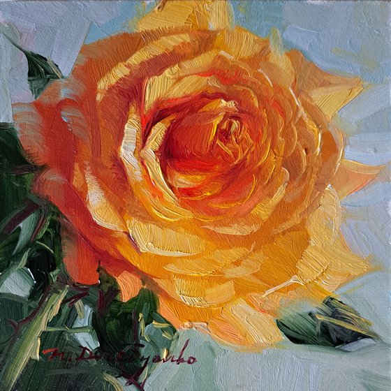 Orange rose