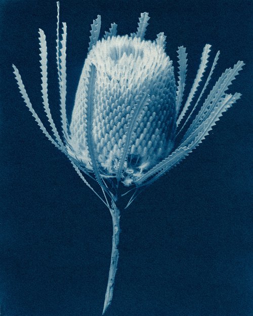 White Banksia - Cyanotype by Jacek Gonsalves