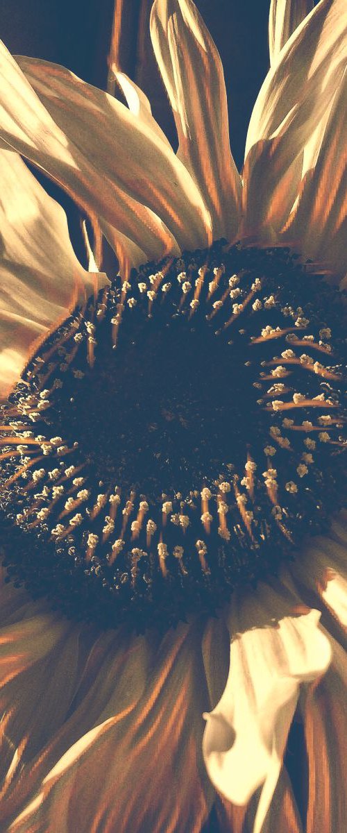 Boho Sunflower by Barbara Storey
