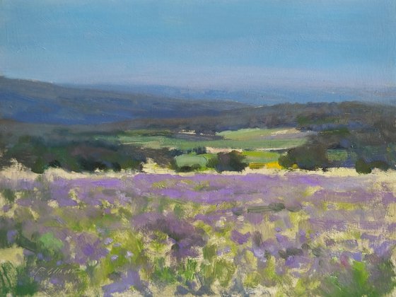 Lavender Fields in Provence