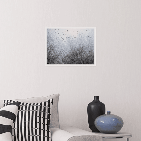Midwinter #1 Limited Edition #1/25 Fine Art Photograph of Bare Winter Trees and Birds Flying