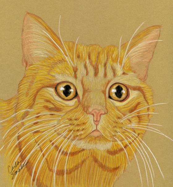 Orange Tabby Pet Cat Art Original Drawing-Carla Smale