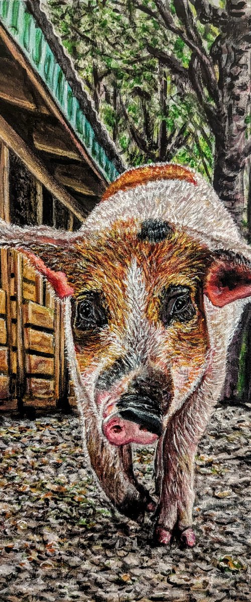 Fia The Rescued Pig's Zoomie by Robbie Potter