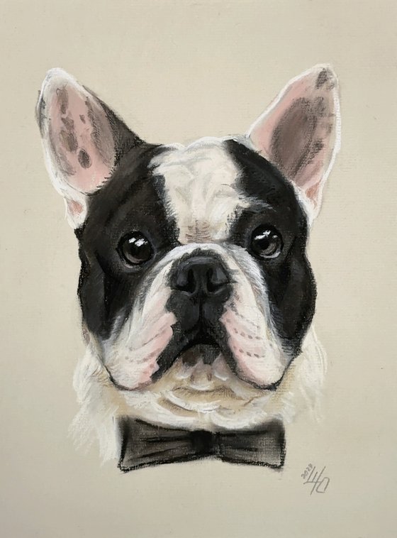 Black and white funny french bulldog