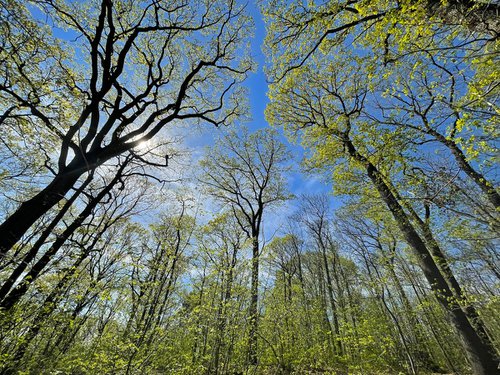 Forêt de Montmorency au printemps by Alex Cassels