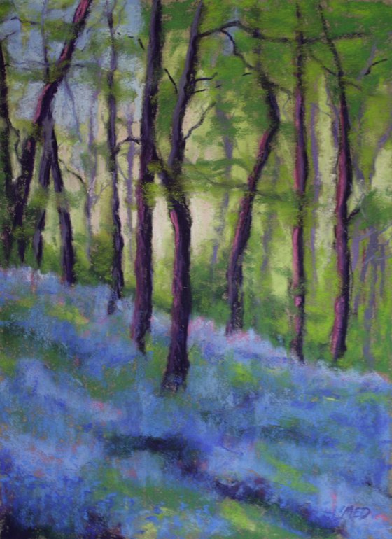 Bluebell Woods