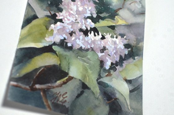 White lilac flowers