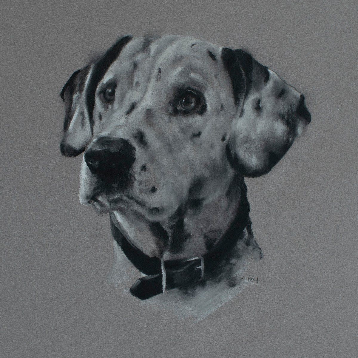 Dalmatian Portrait by Matt Foy