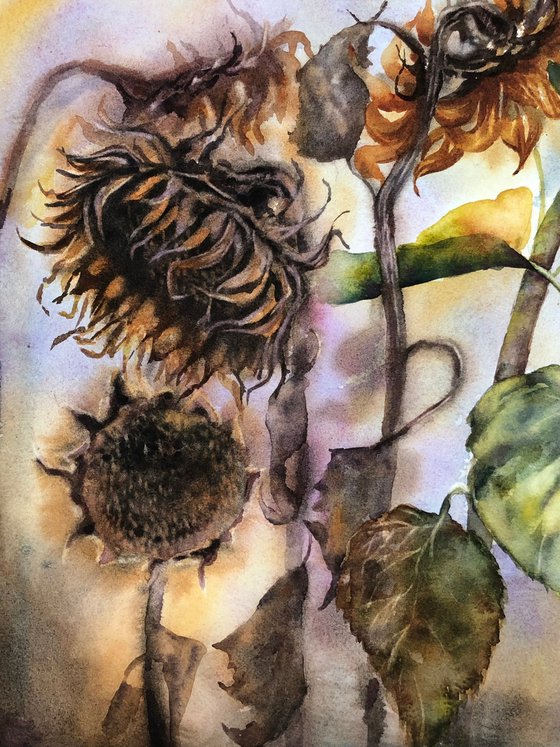 Sunflowers life cycle