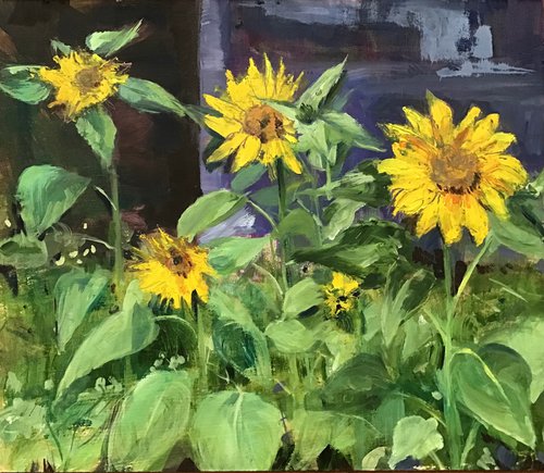 Sunflowers & Shed by Sandra Haney