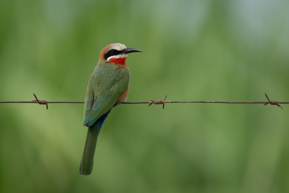 Green on Green by Nick Dale