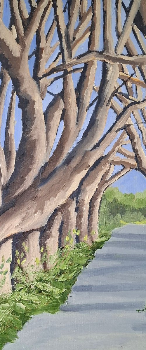 The Dark Hedges by John Halliday
