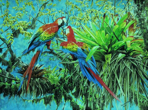 Scarlet Macaws by Julian Wheat
