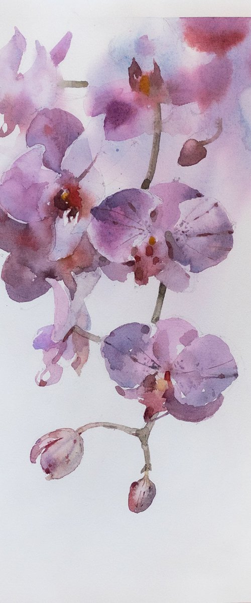 Orchids by Ekaterina Pytina