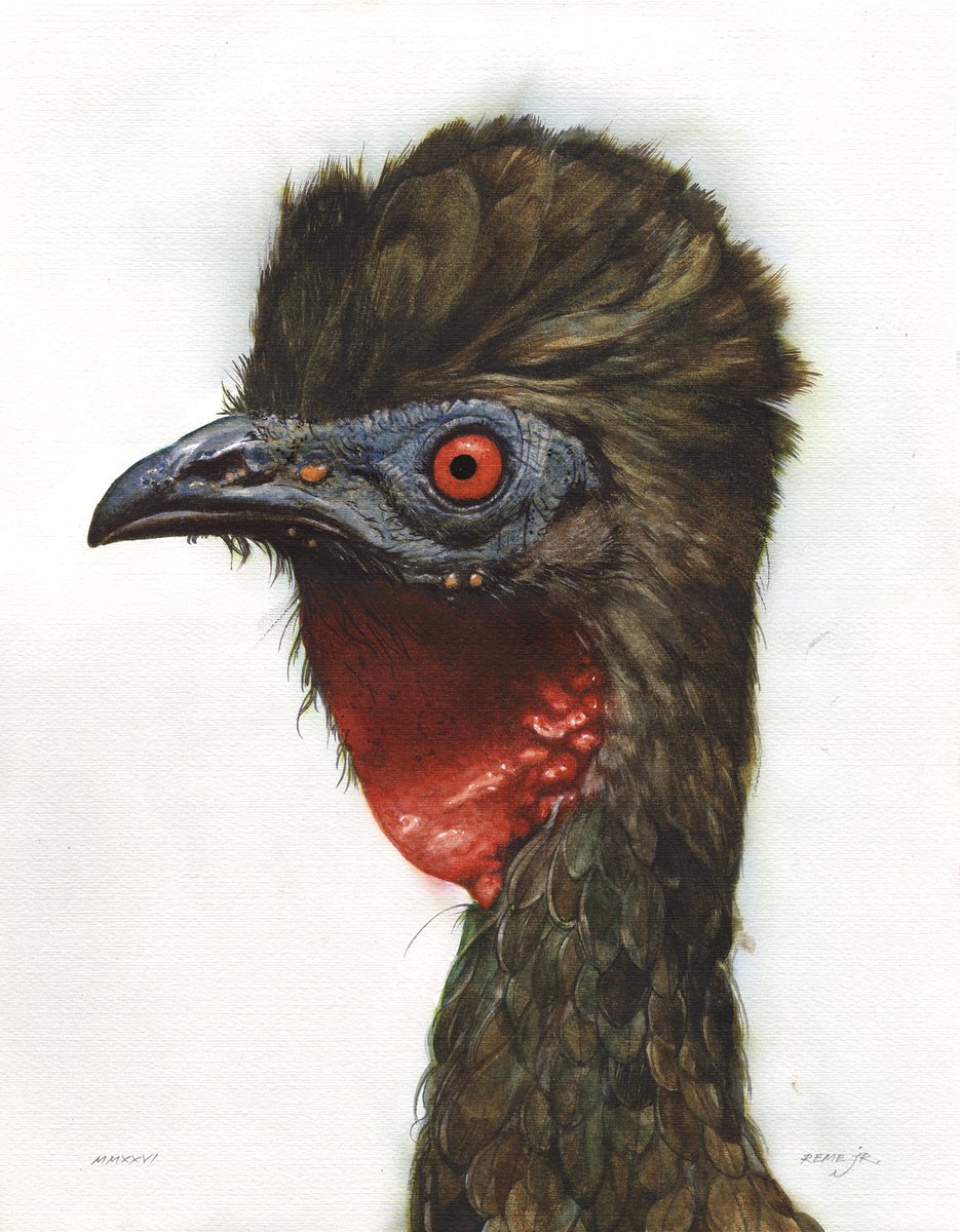 Photorealistic Watercolour , Bird Ccxxvii - Crested Guan By Reme Jr., 13 X 17, Artwork For Sale On Artfinder