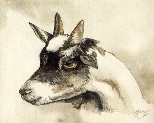 Gentle Goat by Alfred  Ng