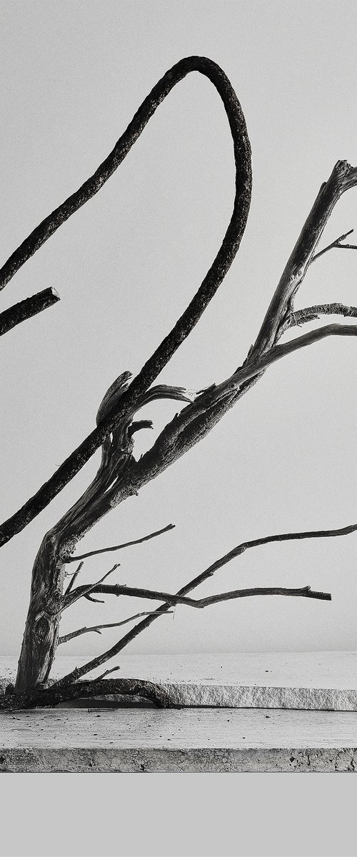 White Light#034-Steel, Tree,Stones by Keiichiro Muramatsu