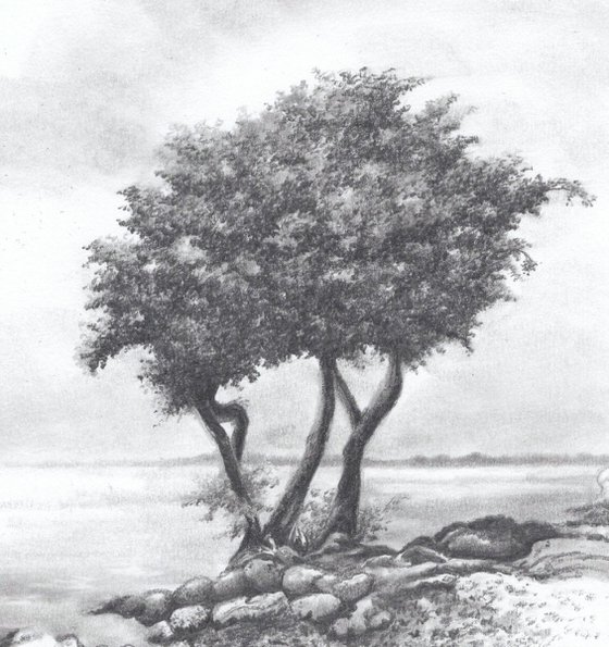 Monterey Cypress Tree II