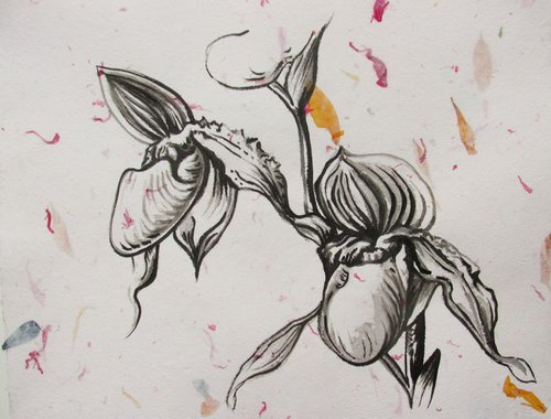 ladyslipper orchid ink drawing on hand made flower paper by Alfred  Ng