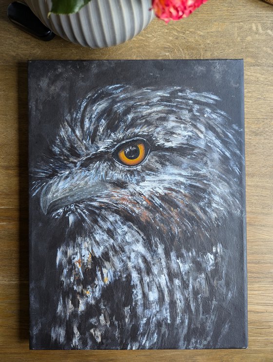 Nightjar Frogmouth nighthawk