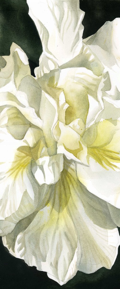 white Japanese iris watercolor by Alfred  Ng