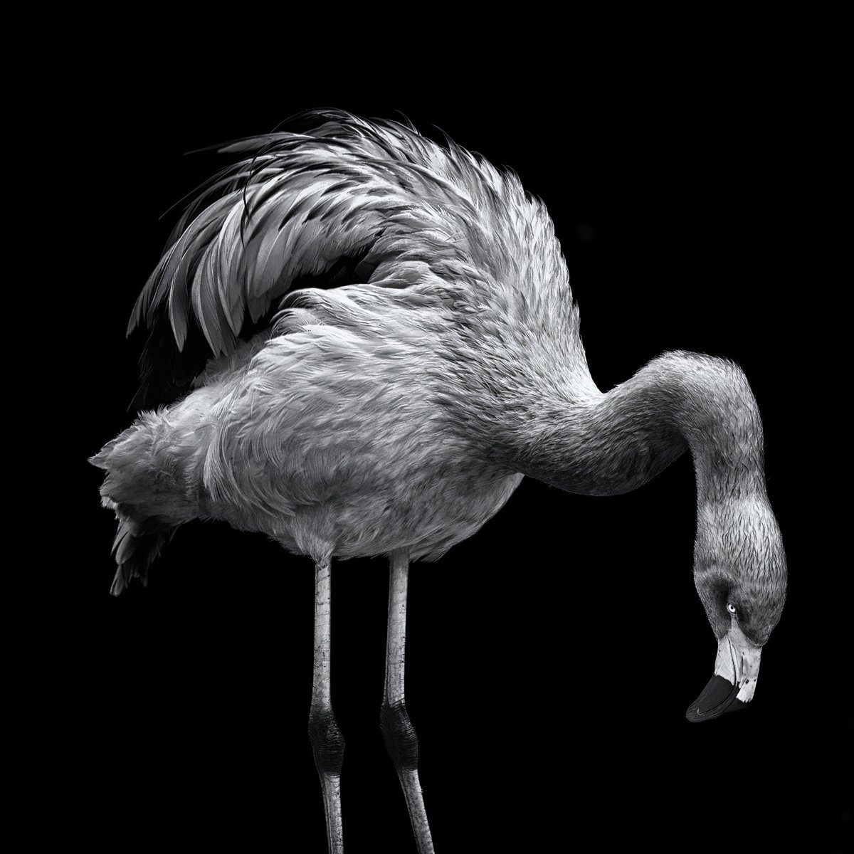 Animal Photograph By Paul Nash, 24 X 24", Flamingo Square Portrait, Original Artwork