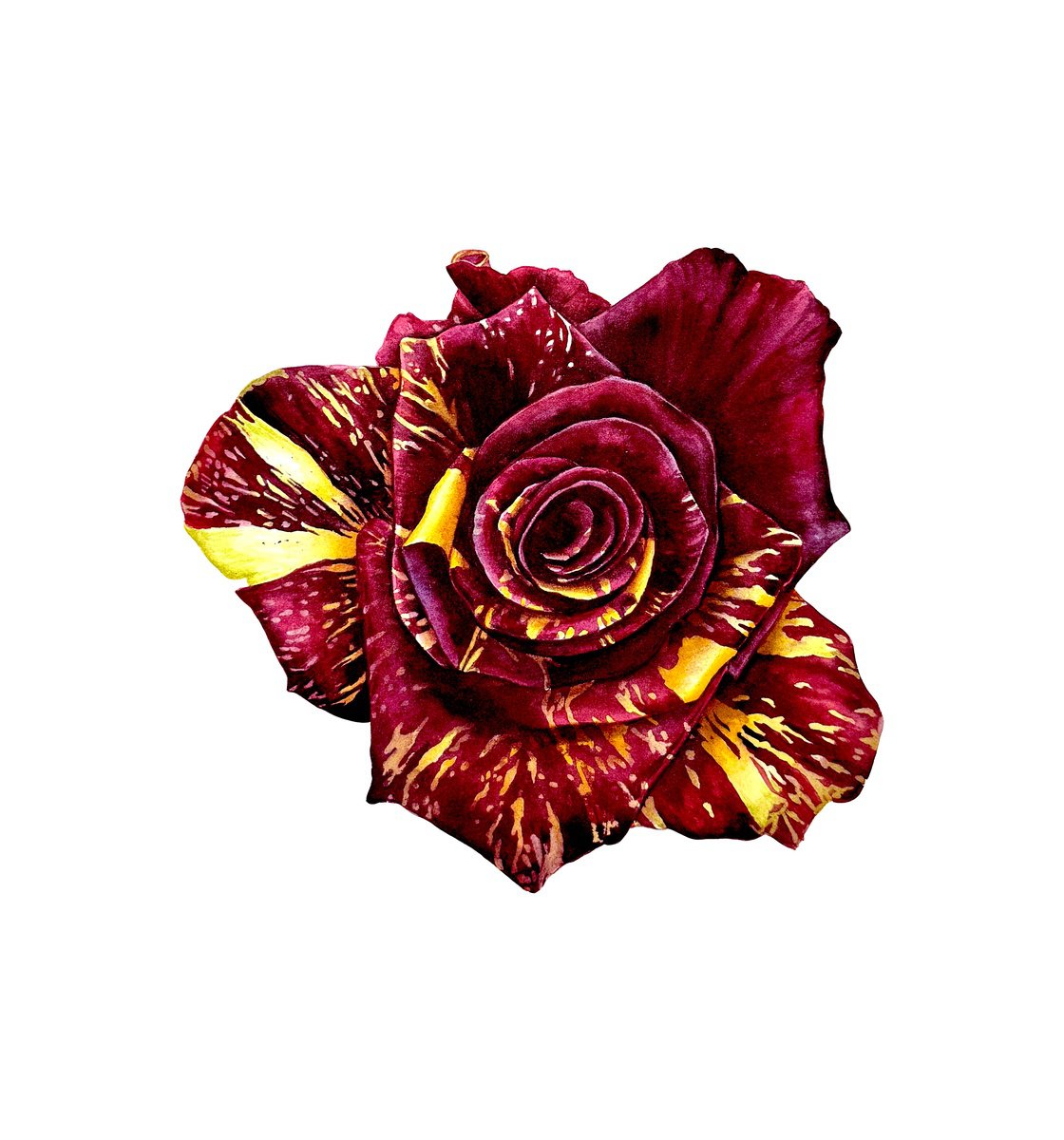 Photorealistic Botanical Watercolour By Yuliia Prokopchuk, 11 X 12", Rose Abracadabra Painting, Original Artwork