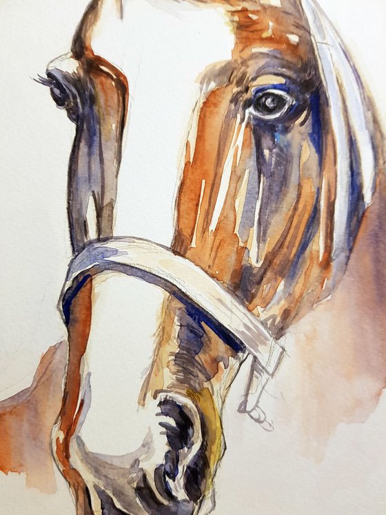 Horse by watercolor