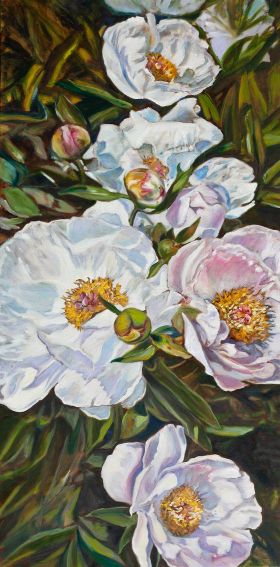 Peonies