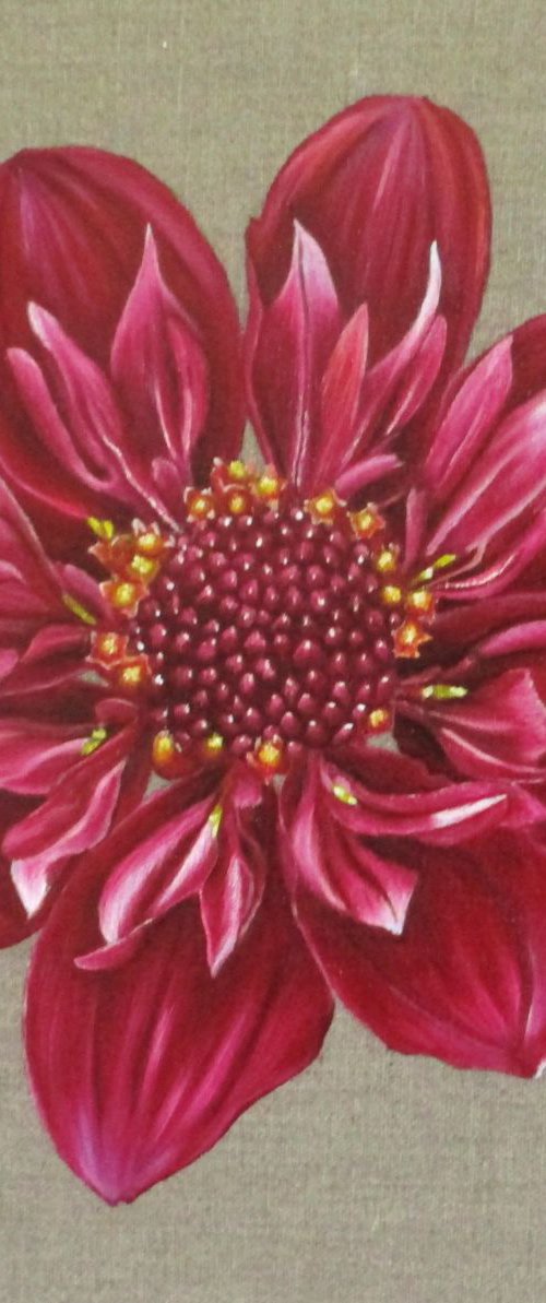 Dahlia Hootenanny by Angela Stanbridge