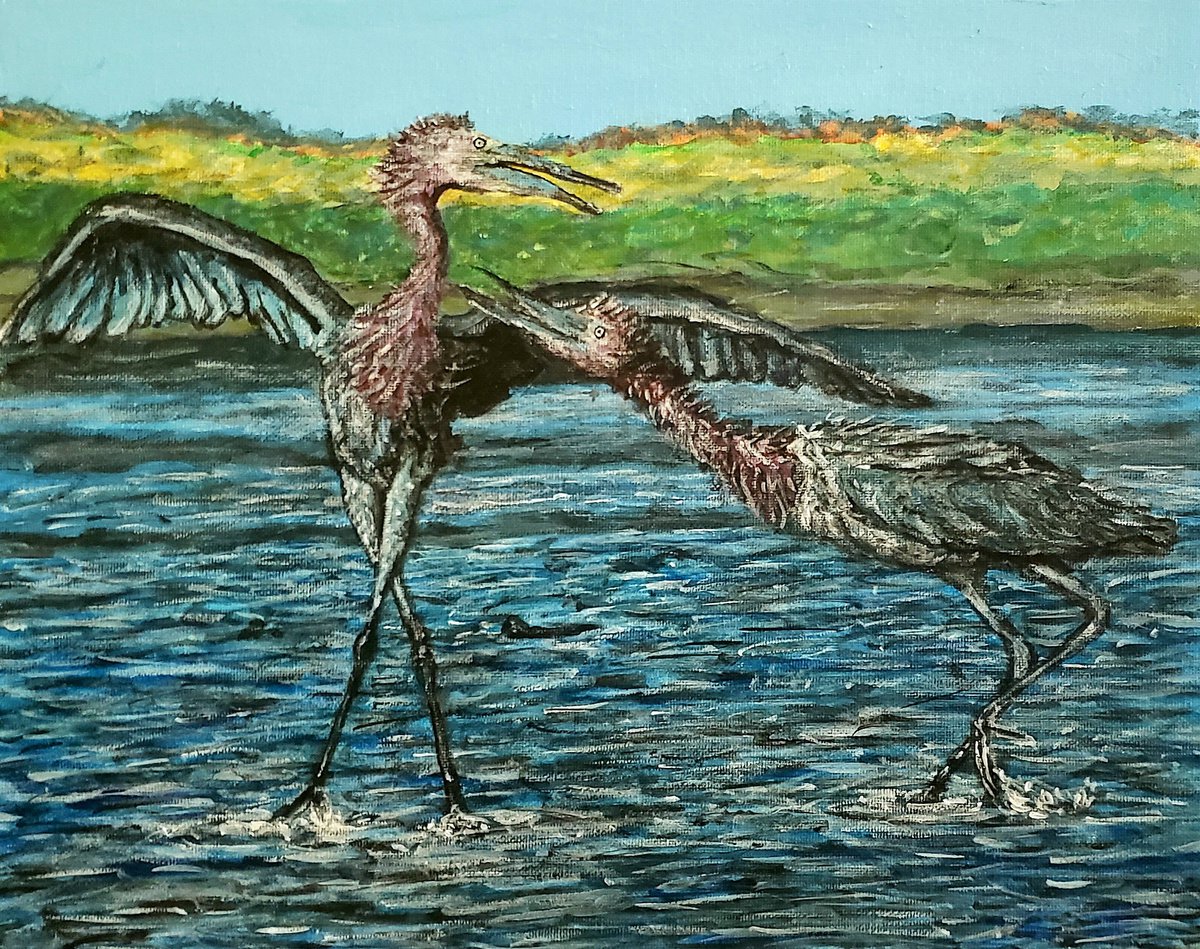 Bickering Little Blue Herons by Robbie Potter