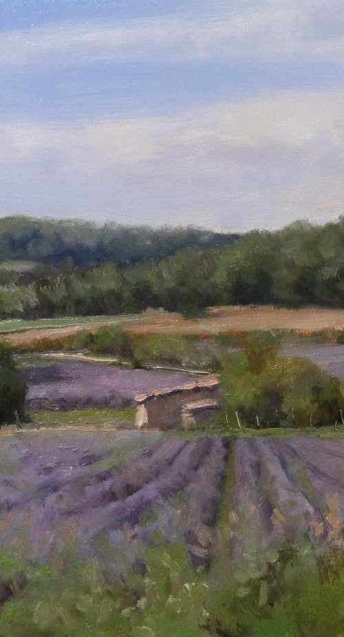 Fields of Lavender in Drôme Provençale by Pascal Giroud