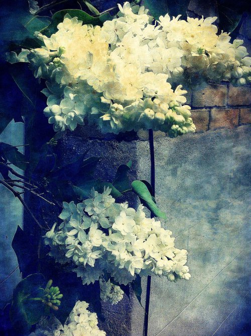 White Lilacs on a Wall by Barbara Storey