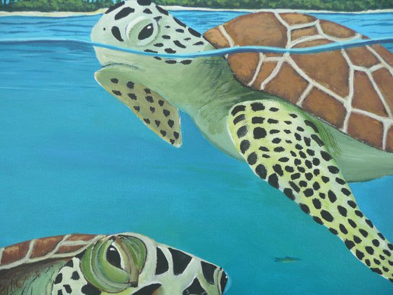 Sea Turtles