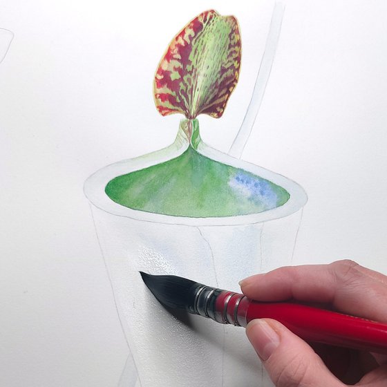 Nepenthes Attenboroughii