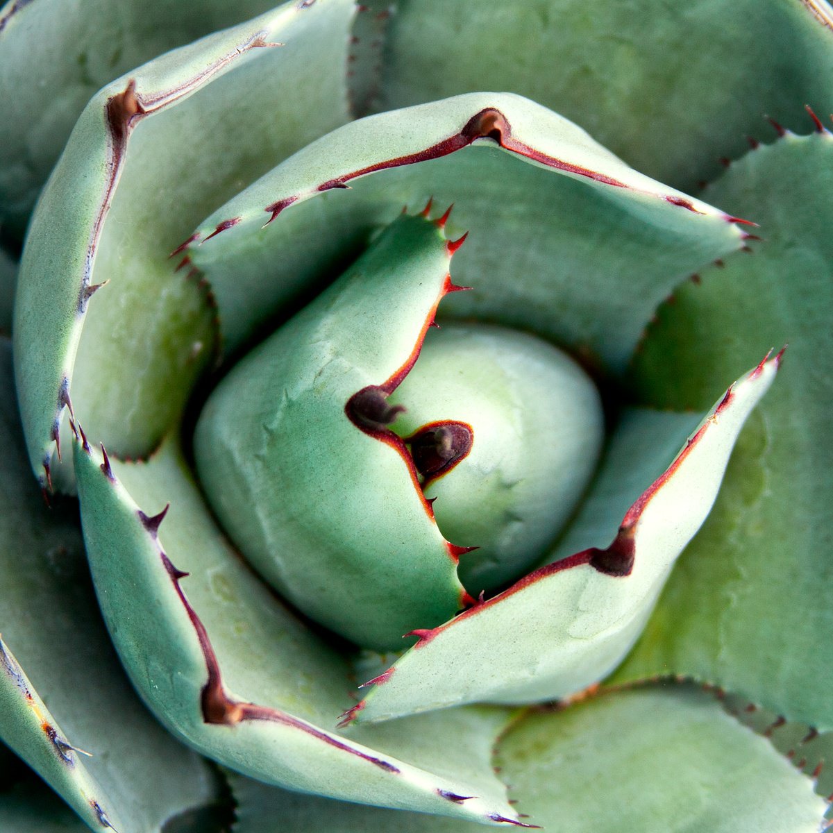Impressionistic Botanical Photograph By William Dey, 22 X 22", Cactus Rose Coachella Valley, Original Artwork