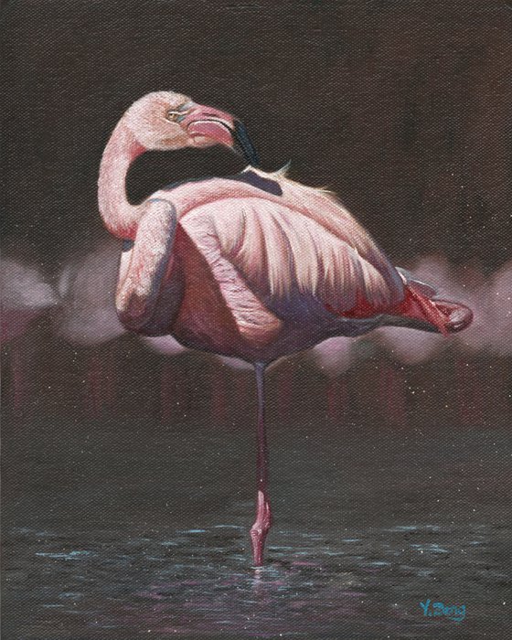 Pink flamingo bird