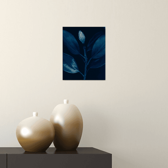 Magnolia - Cyanotype