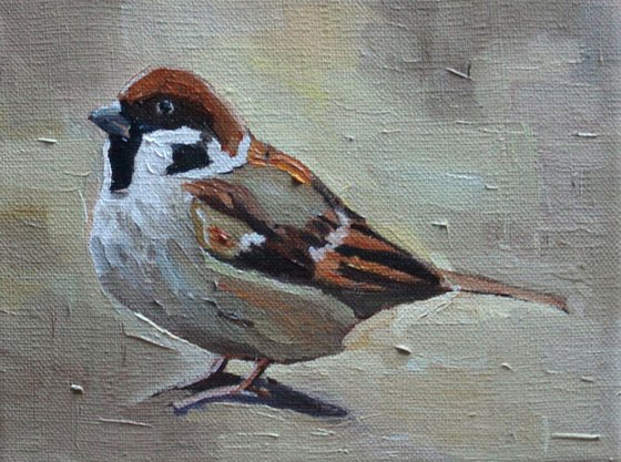 Chubby Sparrow