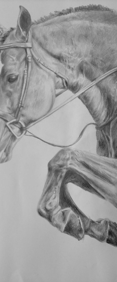 Drawing of a Jumping Horse by Arion Majid Kediry
